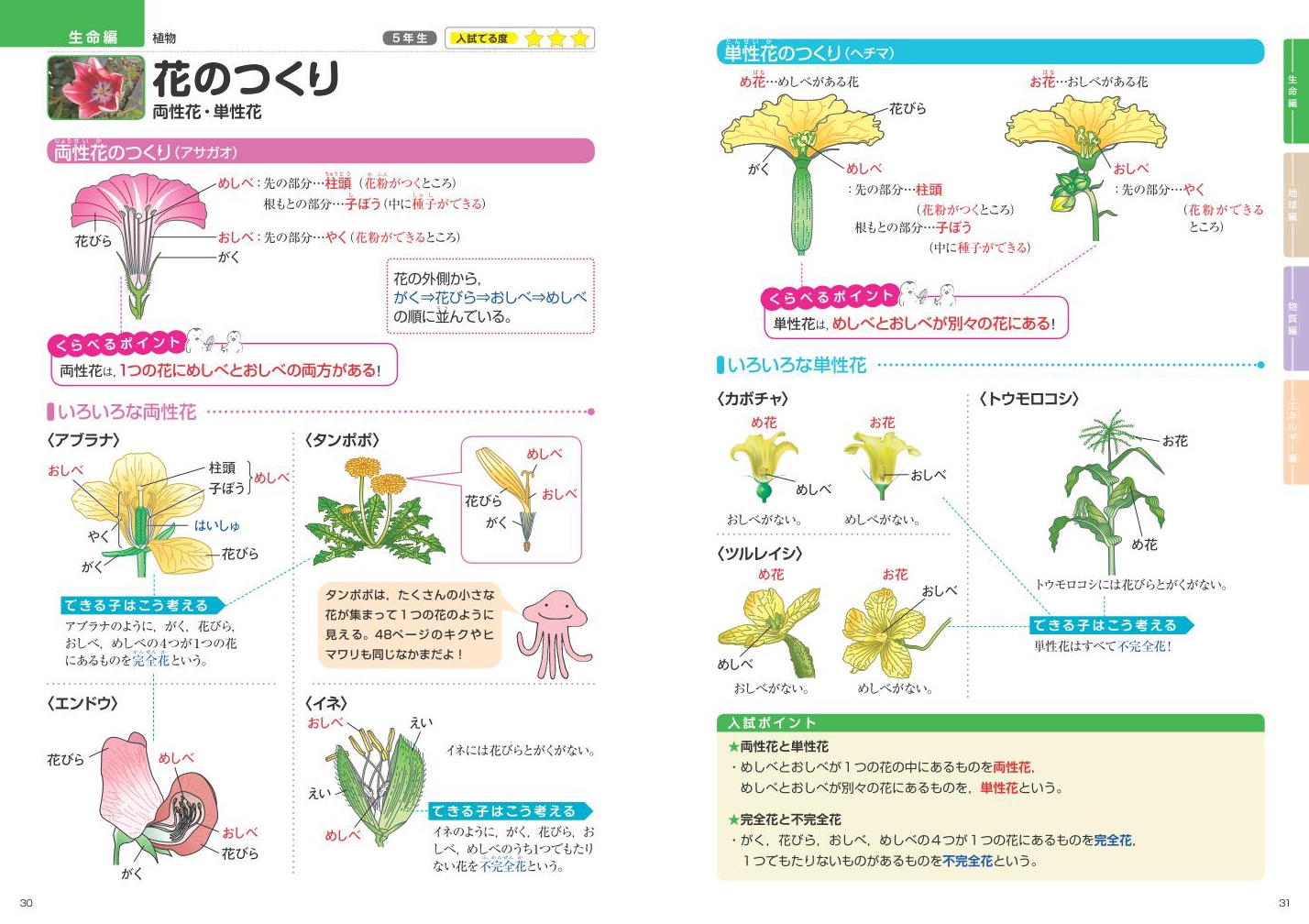 年の最高 中学 理科 花のつくり 無料の印刷可能なイラスト素材